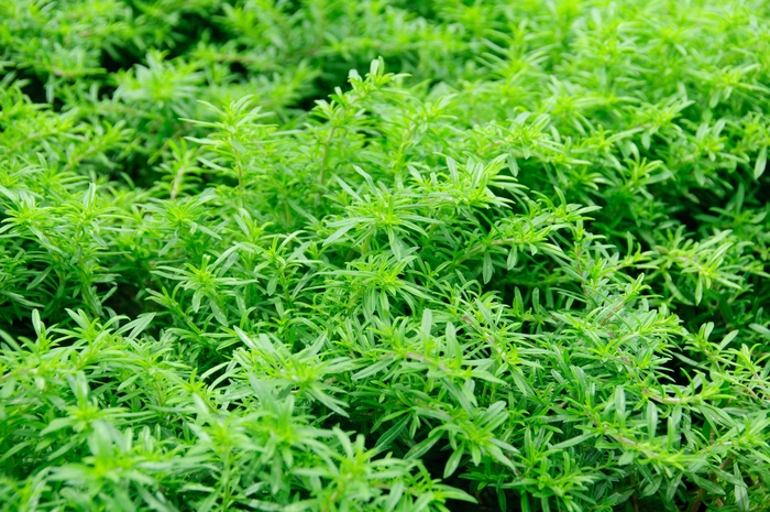 Winter Savory - Satureja montana from Tidal Roots Garden Center Winter Savory - Satureja montana from Tidal Roots Garden Center