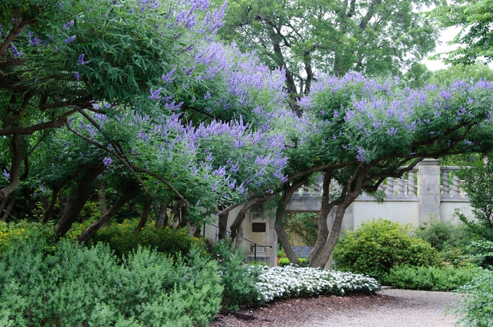 Chaste Tree - Vitex agnus-castus from Tidal Roots Garden Center Chaste Tree - Vitex agnus-castus from Tidal Roots Garden Center
