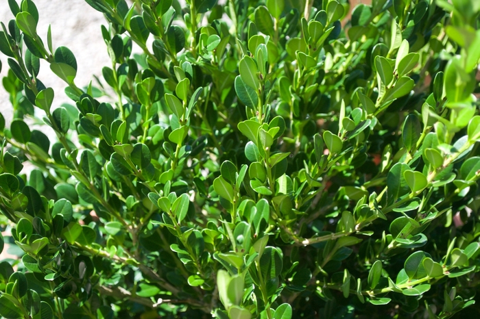 'Winter Gem' Boxwood - Buxus microphylla japonica from Tidal Roots Garden Center 'Winter Gem' Boxwood - Buxus microphylla japonica from Tidal Roots Garden Center