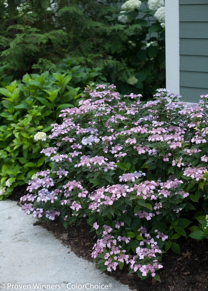 'Tiny Tuff Stuff™' Mountain Hydrangea - Hydrangea serrata from Tidal Roots Garden Center 'Tiny Tuff Stuff™' Mountain Hydrangea - Hydrangea serrata from Tidal Roots Garden Center