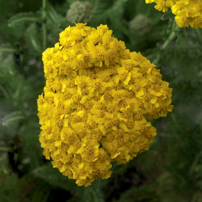 Desert Eve™ Yellow - Achillea (Yarrow) from Tidal Roots Garden Center Desert Eve™ Yellow - Achillea (Yarrow) from Tidal Roots Garden Center