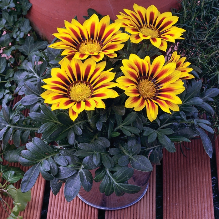 Kiss™ 'Yellow Flame' - Gazania rigens from Tidal Roots Garden Center Kiss™ 'Yellow Flame' - Gazania rigens from Tidal Roots Garden Center