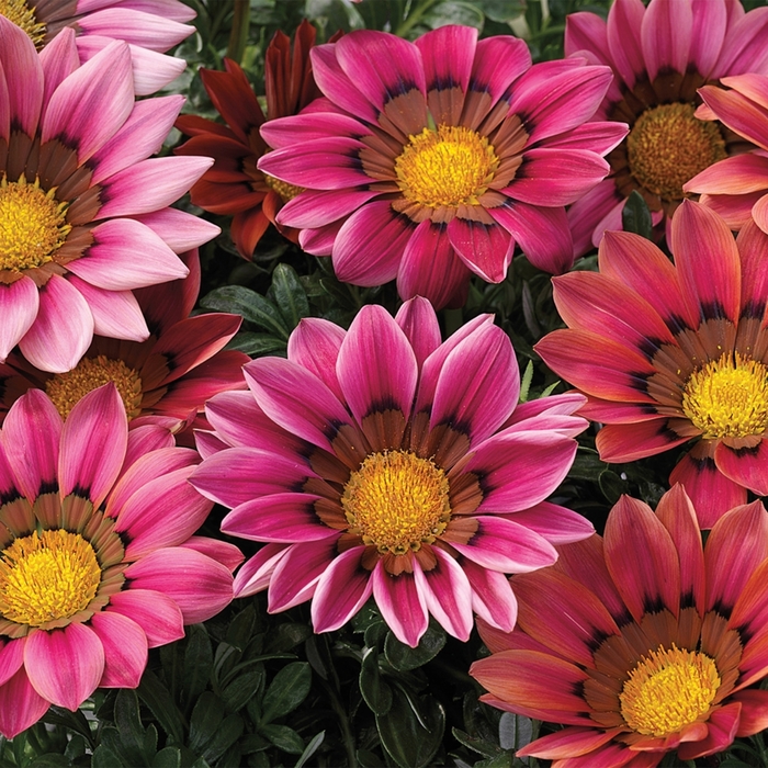 Kiss™ 'Rose' - Gazania rigens from Tidal Roots Garden Center Kiss™ 'Rose' - Gazania rigens from Tidal Roots Garden Center