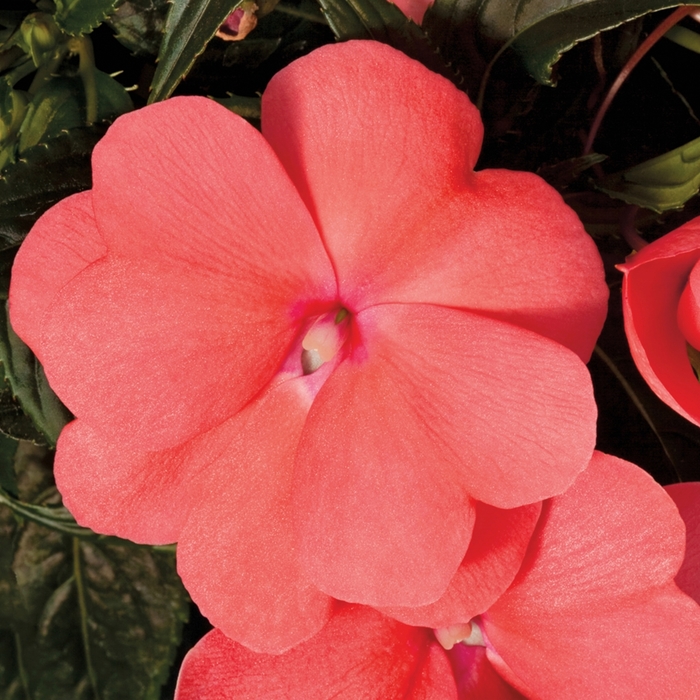 Sonic® Salmon - Impatiens hawkeri (New Guinea Impatiens) from Tidal Roots Garden Center Sonic® Salmon - Impatiens hawkeri (New Guinea Impatiens) from Tidal Roots Garden Center