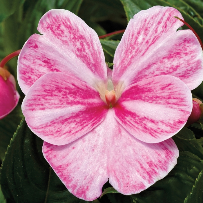 Sonic® 'Magic Pink' - Impatiens hawkeri (New Guinea Impatiens) from Tidal Roots Garden Center Sonic® 'Magic Pink' - Impatiens hawkeri (New Guinea Impatiens) from Tidal Roots Garden Center