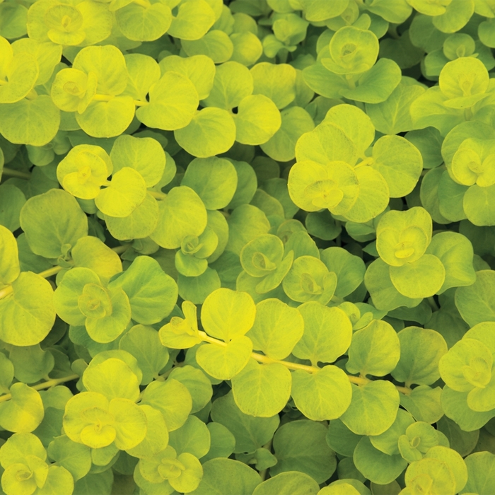 ''Goldii'' Creeping Jenny - Lysimachia nummularia from Tidal Roots Garden Center