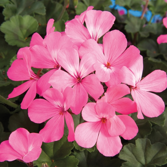 Caliente® 'Pink' - Pelargonium (Interspecific Geranium) from Tidal Roots Garden Center Caliente® 'Pink' - Pelargonium (Interspecific Geranium) from Tidal Roots Garden Center
