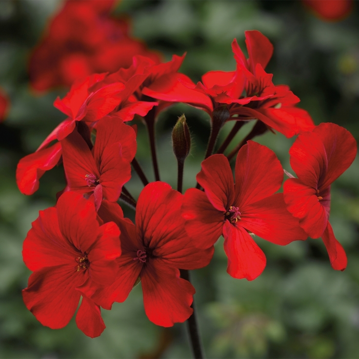 Caliente® 'Fire' - Pelargonium (Interspecific Geranium) from Tidal Roots Garden Center Caliente® 'Fire' - Pelargonium (Interspecific Geranium) from Tidal Roots Garden Center