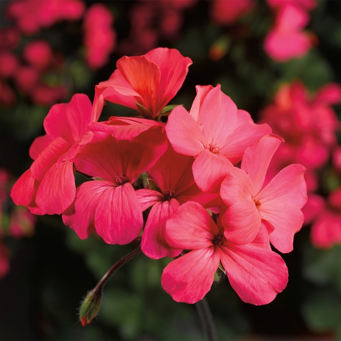 Caliente® 'Coral Salmon' - Pelargonium (Interspecific Geranium) from Tidal Roots Garden Center Caliente® 'Coral Salmon' - Pelargonium (Interspecific Geranium) from Tidal Roots Garden Center