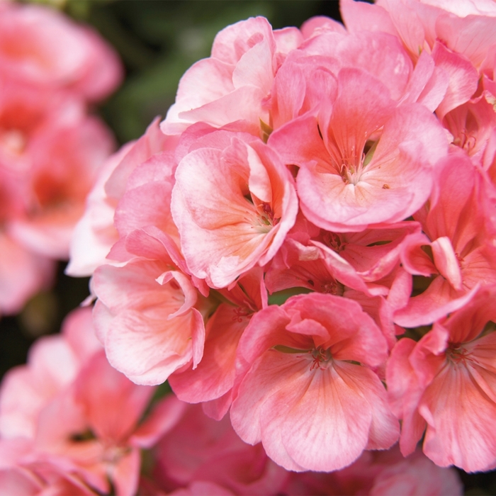 Americana® 'Salmon' - Pelargonium x hortorum (Zonal Geranium) from Tidal Roots Garden Center Americana® 'Salmon' - Pelargonium x hortorum (Zonal Geranium) from Tidal Roots Garden Center