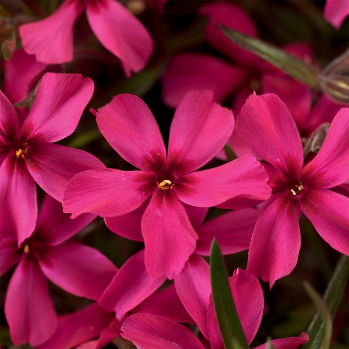 'Scarlet Flame' Moss Phlox - Phlox subulata from Tidal Roots Garden Center