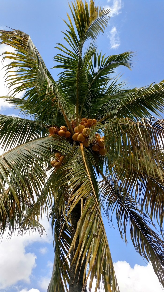 Coconut Palm - Cocos nucifera from Tidal Roots Garden Center