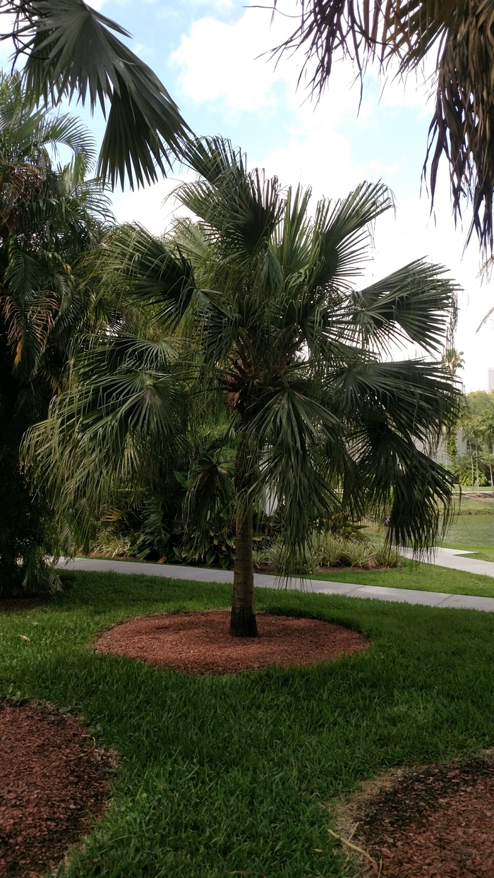 Chinese Fan Palm - Livistona chinensis from Tidal Roots Garden Center Chinese Fan Palm - Livistona chinensis from Tidal Roots Garden Center