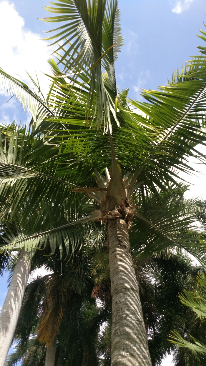 Majesty Palm - Ravenea rivularis from Tidal Roots Garden Center Majesty Palm - Ravenea rivularis from Tidal Roots Garden Center