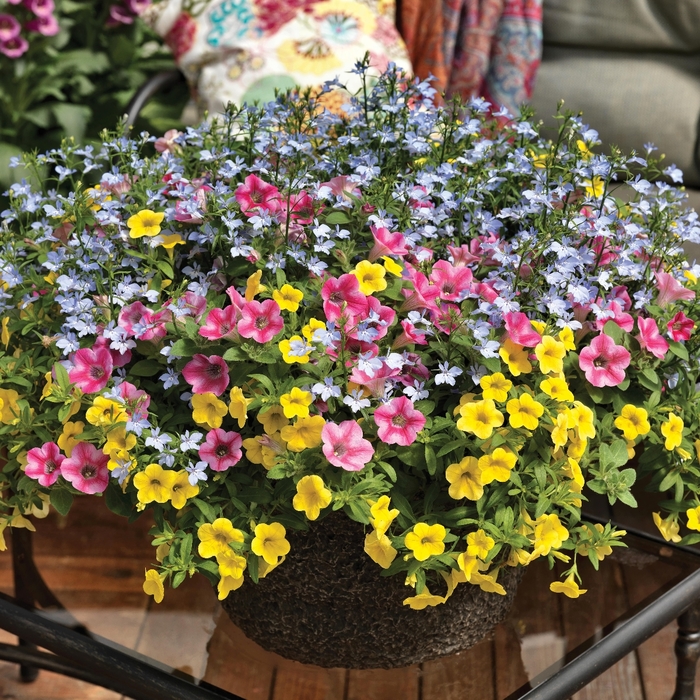 Kwik Kombos™ 'Pink Lemonade™ Mix' - Combination Planter () from Tidal Roots Garden Center Kwik Kombos™ 'Pink Lemonade™ Mix' - Combination Planter () from Tidal Roots Garden Center