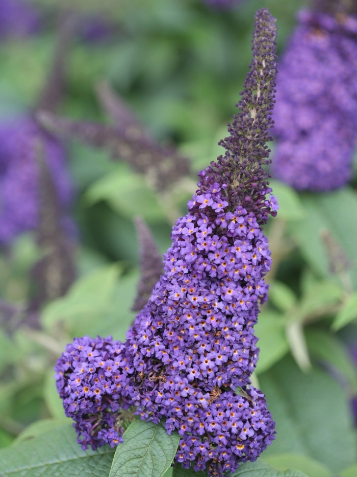 'Pugster Blue®' Butterfly Bush - Buddleia from Tidal Roots Garden Center 'Pugster Blue®' Butterfly Bush - Buddleia from Tidal Roots Garden Center