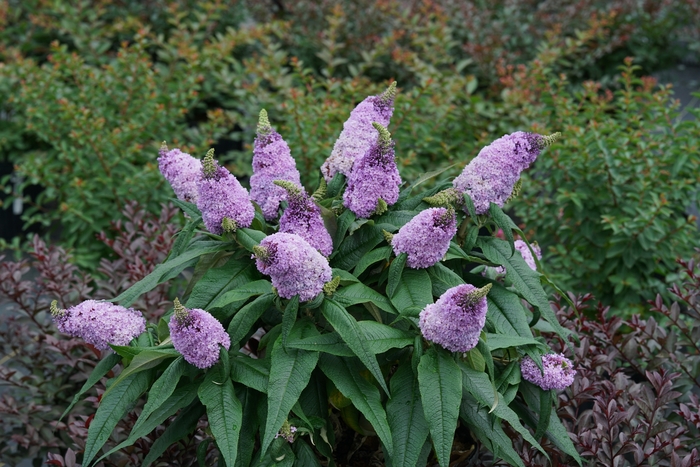 Pugster® Amethyst - Buddleia (Butterfly Bush) from Tidal Roots Garden Center Pugster® Amethyst - Buddleia (Butterfly Bush) from Tidal Roots Garden Center