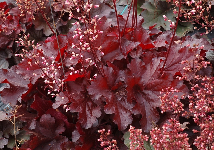 Forever® 'Red' - Heuchera (Coral Bells) from Tidal Roots Garden Center Forever® 'Red' - Heuchera (Coral Bells) from Tidal Roots Garden Center