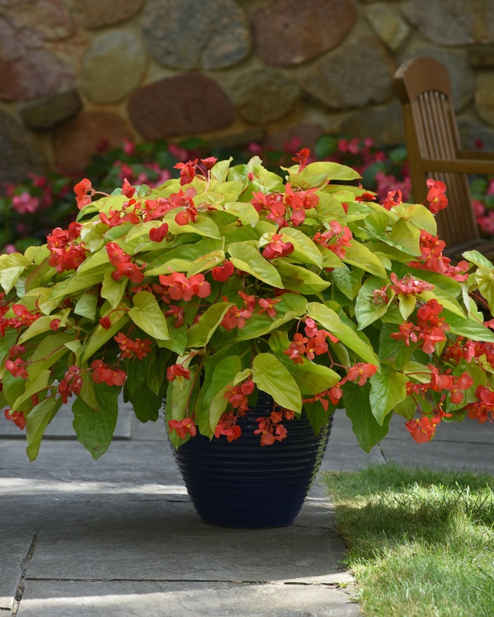'Canary Wings' - Begonia from Tidal Roots Garden Center 'Canary Wings' - Begonia from Tidal Roots Garden Center