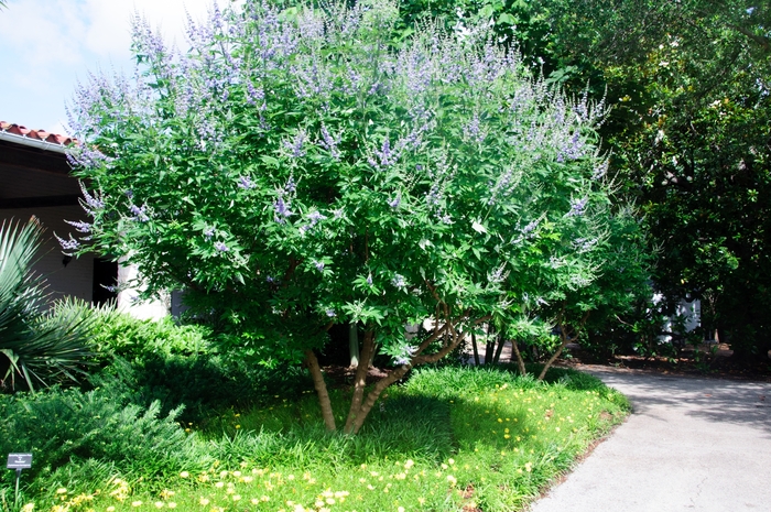 'Shoal Creek' Chaste Tree - Vitex agnus-castus from Tidal Roots Garden Center 'Shoal Creek' Chaste Tree - Vitex agnus-castus from Tidal Roots Garden Center