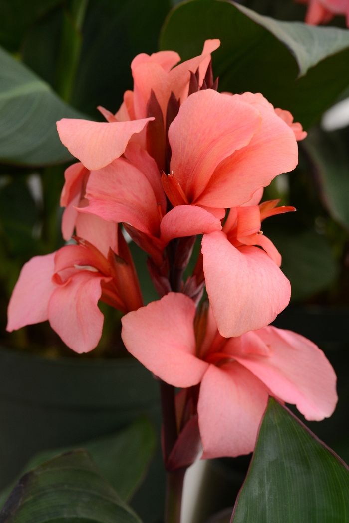 Cannova® 'Mango' - Canna x generalis (Canna Lily) from Tidal Roots Garden Center Cannova® 'Mango' - Canna x generalis (Canna Lily) from Tidal Roots Garden Center