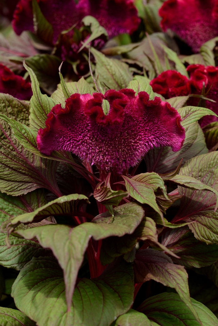 'Dracula' Cockscomb - Celosia cristata from Tidal Roots Garden Center 'Dracula' Cockscomb - Celosia cristata from Tidal Roots Garden Center