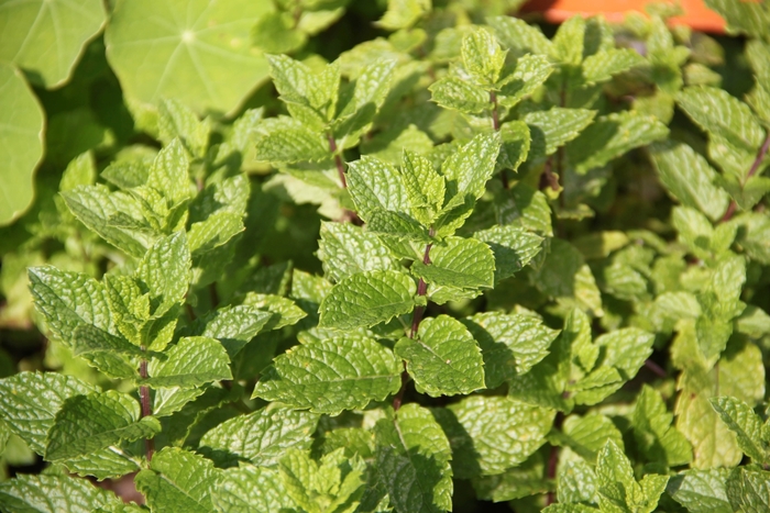 Spearmint, Mint - Mentha spicata from Tidal Roots Garden Center Spearmint, Mint - Mentha spicata from Tidal Roots Garden Center