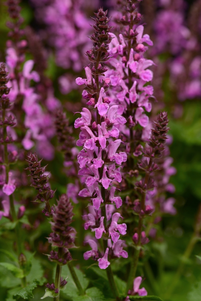 'Rose Marvel' Sage - Salvia nemorosa from Tidal Roots Garden Center