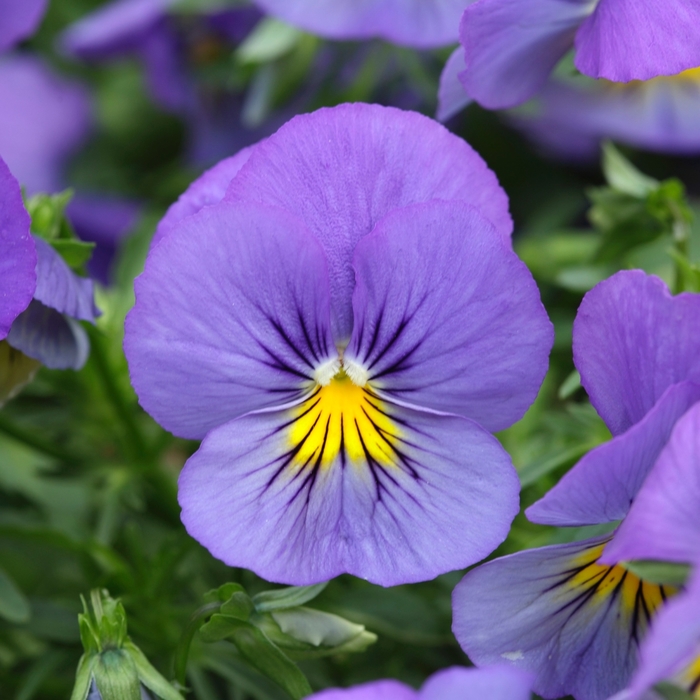 Cool Wave® 'Blue Skies' - Viola x wittrockiana (Spreading Pansy) from Tidal Roots Garden Center Cool Wave® 'Blue Skies' - Viola x wittrockiana (Spreading Pansy) from Tidal Roots Garden Center