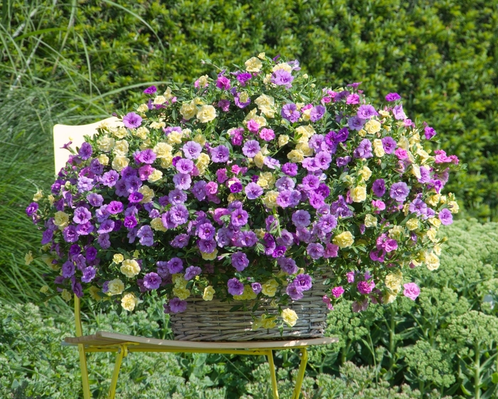 Trixi® 'Flirtini' - Calibrachoa from Tidal Roots Garden Center Trixi® 'Flirtini' - Calibrachoa from Tidal Roots Garden Center