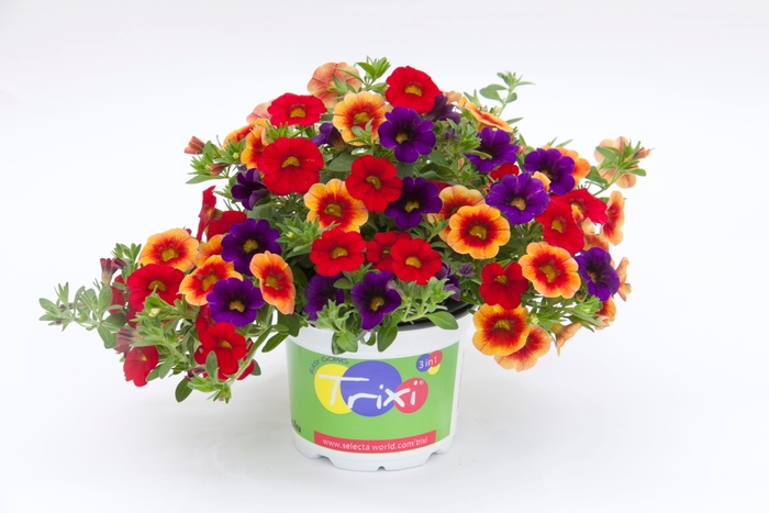 Trixi® 'Caribbean Cocktail 18' - Calibrachoa from Tidal Roots Garden Center Trixi® 'Caribbean Cocktail 18' - Calibrachoa from Tidal Roots Garden Center