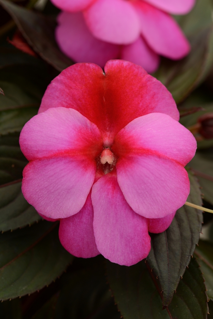 Clockwork™ 'Pink Star' - Impatiens hawkeri (New Guinea Impatiens) from Tidal Roots Garden Center Clockwork™ 'Pink Star' - Impatiens hawkeri (New Guinea Impatiens) from Tidal Roots Garden Center