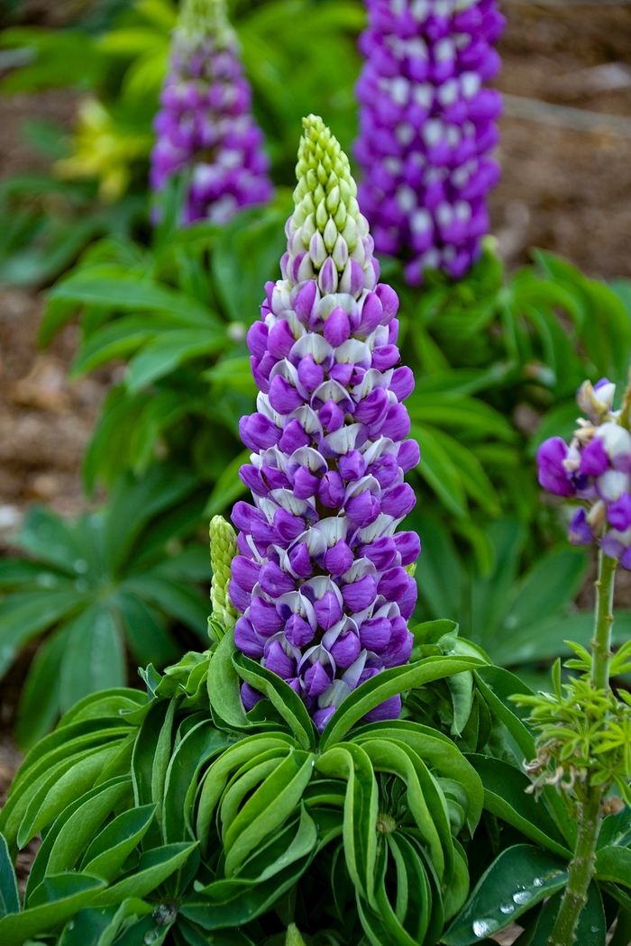 Mini Gallery™ 'Blue Bicolor' - Lupinus polyphyllus () from Tidal Roots Garden Center Mini Gallery™ 'Blue Bicolor' - Lupinus polyphyllus () from Tidal Roots Garden Center
