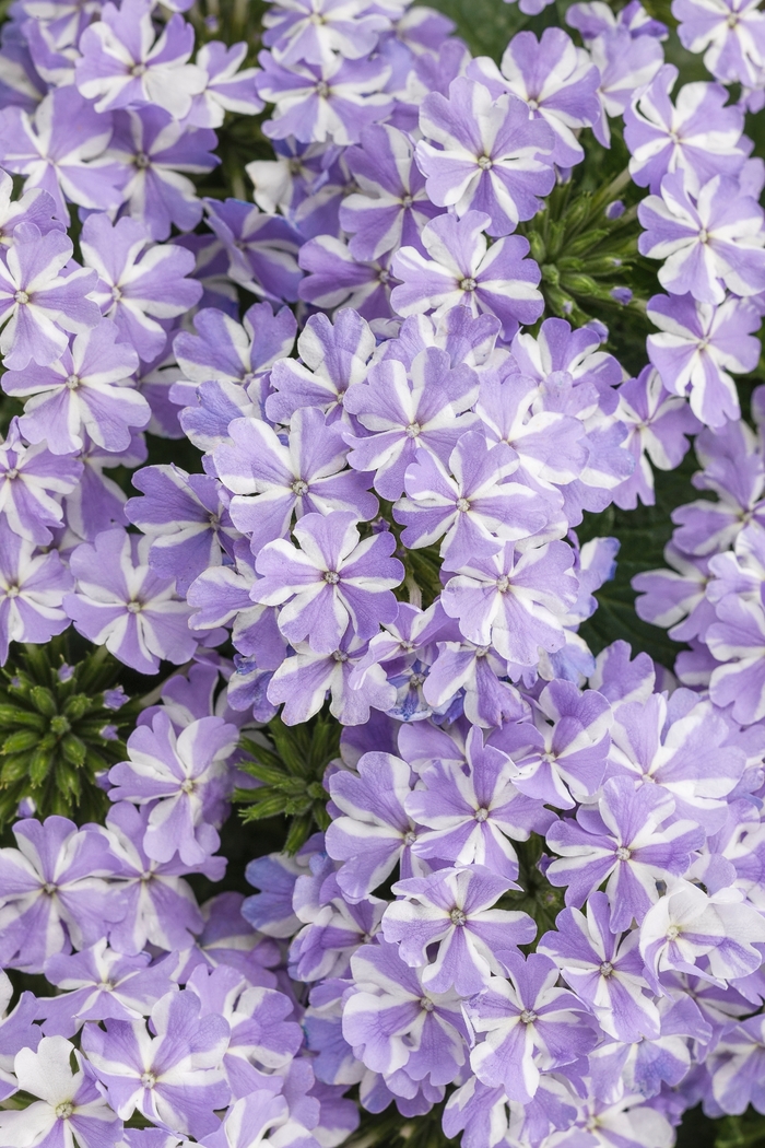 Superbena® 'Stormburst' - Verbena from Tidal Roots Garden Center Superbena® 'Stormburst' - Verbena from Tidal Roots Garden Center