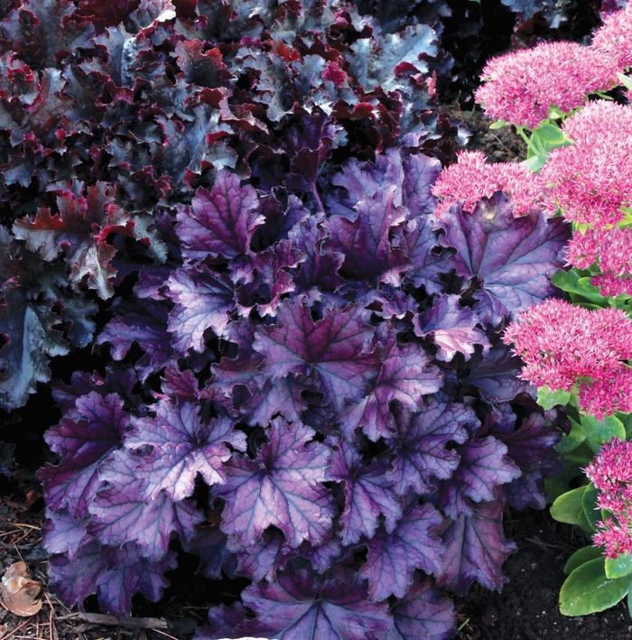 Forever® 'Purple' - Heuchera (Coral Bells) from Tidal Roots Garden Center Forever® 'Purple' - Heuchera (Coral Bells) from Tidal Roots Garden Center