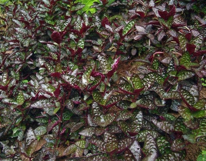 Waffle Plant - Hemigraphis alternata from Tidal Roots Garden Center Waffle Plant - Hemigraphis alternata from Tidal Roots Garden Center