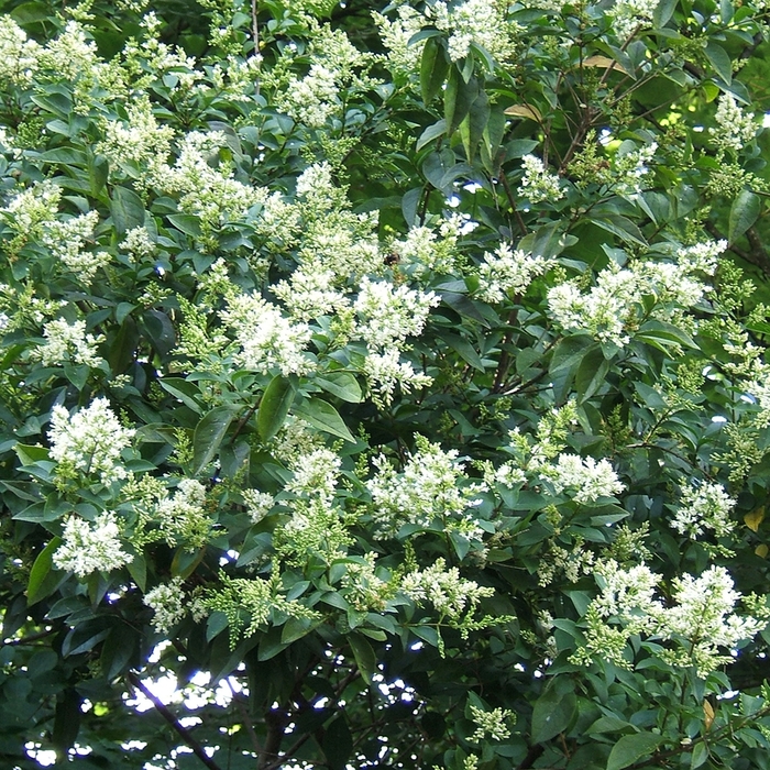 Nantucket Privet - Ligustrum ovalifolium from Tidal Roots Garden Center Nantucket Privet - Ligustrum ovalifolium from Tidal Roots Garden Center
