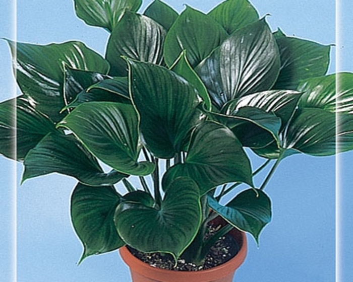 'Emerald Gem' - Homalomena from Tidal Roots Garden Center 'Emerald Gem' - Homalomena from Tidal Roots Garden Center