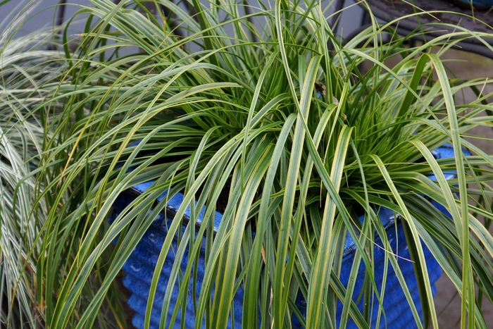 EverColor® 'Everlime' - Carex oshimensis (Variegated Sedge) from Tidal Roots Garden Center