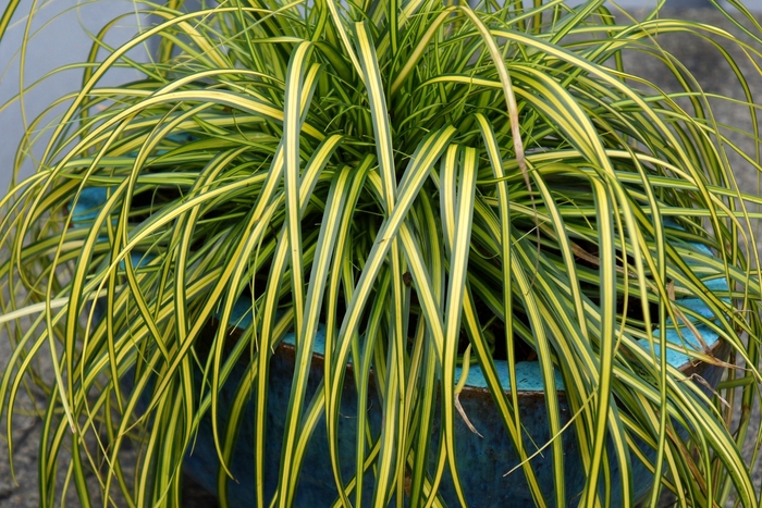 EverColor® 'Eversheen' - Carex oshimensis (Sedge) from Tidal Roots Garden Center
