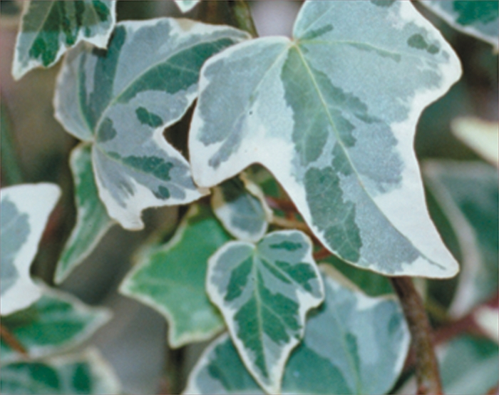 Proven Accents® 'Glacier' - Hedera helix (Glacier Ivy) from Tidal Roots Garden Center Proven Accents® 'Glacier' - Hedera helix (Glacier Ivy) from Tidal Roots Garden Center