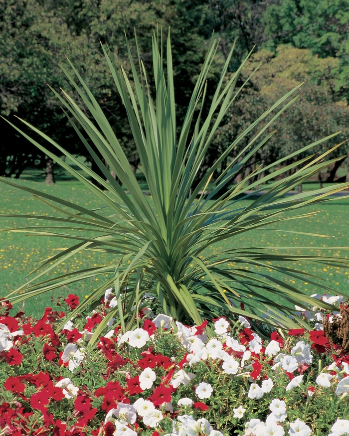 Spikes - Cordyline indivisa from Tidal Roots Garden Center Spikes - Cordyline indivisa from Tidal Roots Garden Center