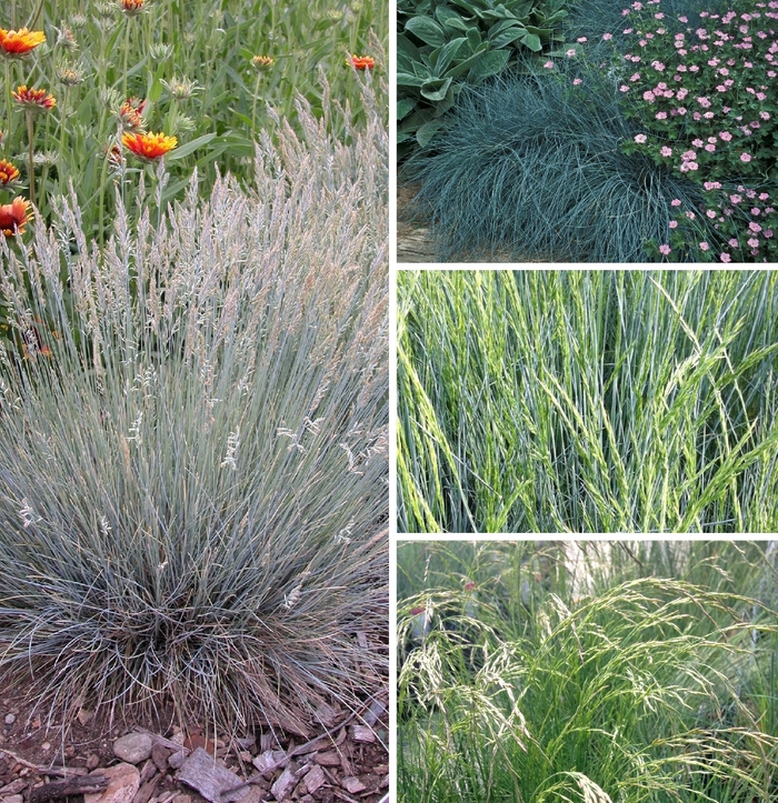 'Multiple Varieties' Fescue - Festuca from Tidal Roots Garden Center