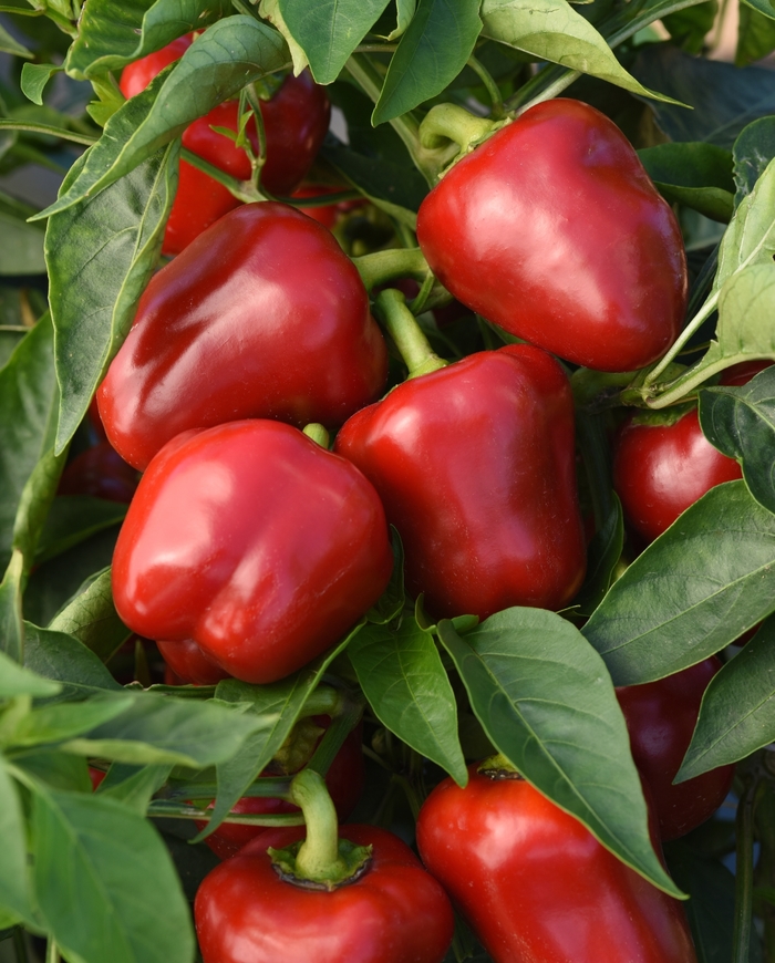 'Snackabelle' Bell Pepper - Capsicum annuum from Tidal Roots Garden Center 'Snackabelle' Bell Pepper - Capsicum annuum from Tidal Roots Garden Center