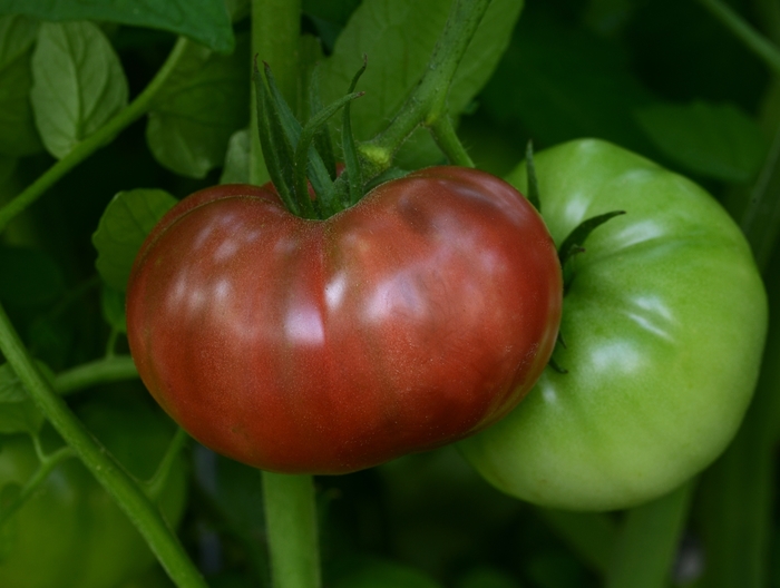 Heirloom Marriage™ 'Cherokee Carbon' - Lycopersicon esculentum (Beefsteak Tomato) from Tidal Roots Garden Center Heirloom Marriage™ 'Cherokee Carbon' - Lycopersicon esculentum (Beefsteak Tomato) from Tidal Roots Garden Center