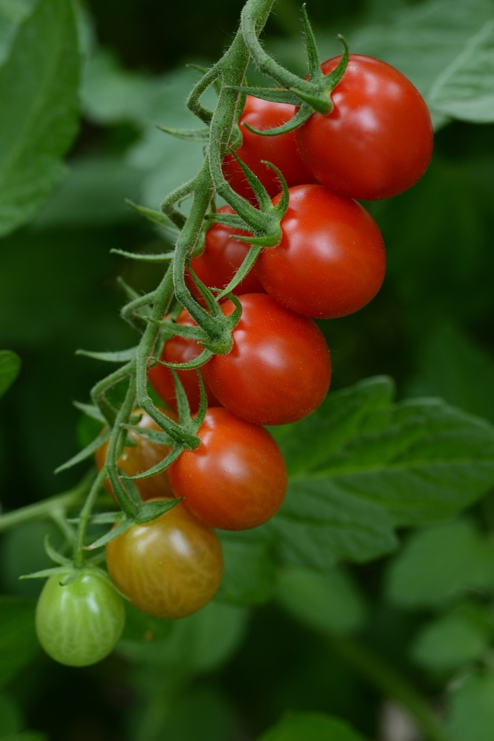 'Sugar Rush' Tomato - Lycopersicon esculentum from Tidal Roots Garden Center 'Sugar Rush' Tomato - Lycopersicon esculentum from Tidal Roots Garden Center