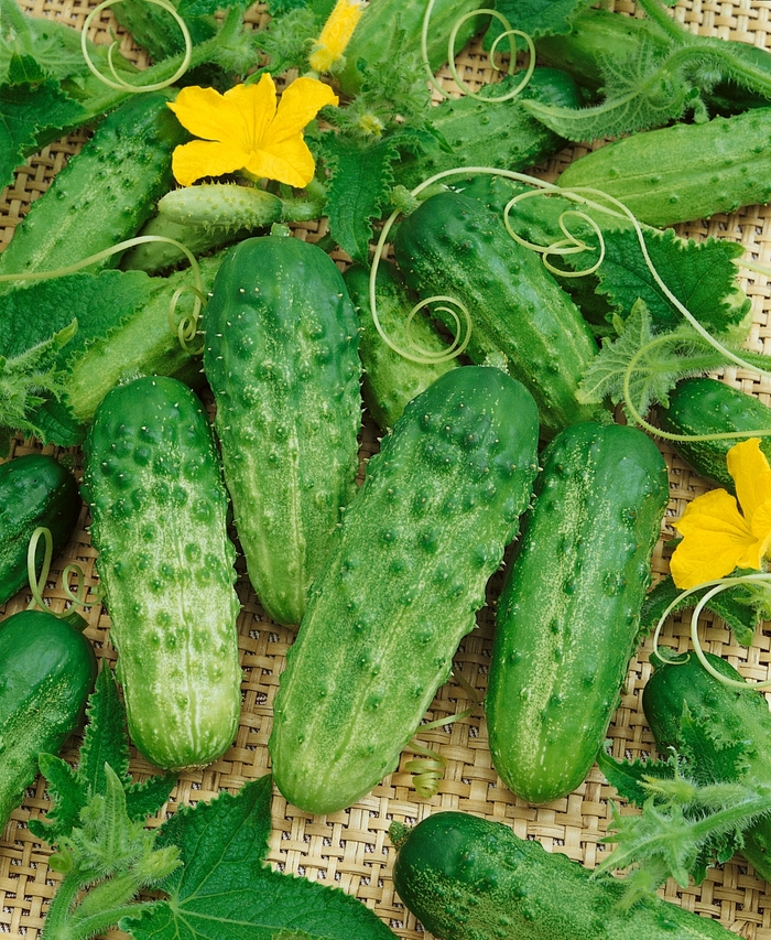 'Pick a Bushel' Cucumber - Cucumis sativus from Tidal Roots Garden Center 'Pick a Bushel' Cucumber - Cucumis sativus from Tidal Roots Garden Center