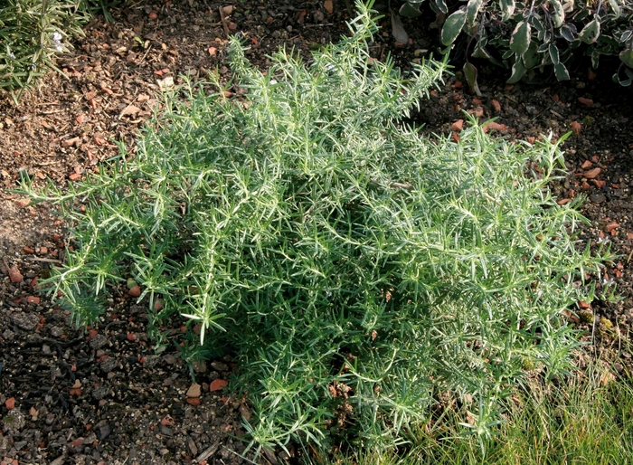 'Prostratus' Creeping Rosemary - Rosmarinus officinalis from Tidal Roots Garden Center 'Prostratus' Creeping Rosemary - Rosmarinus officinalis from Tidal Roots Garden Center