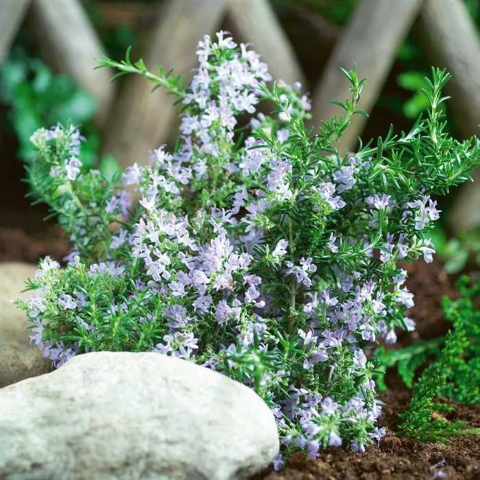 ''Tuscan Blue'' Rosemary - Rosmarinus officinalis from Tidal Roots Garden Center ''Tuscan Blue'' Rosemary - Rosmarinus officinalis from Tidal Roots Garden Center