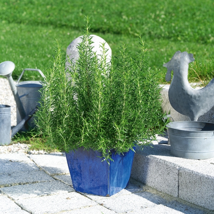 Common Rosemary - Rosmarinus officinalis from Tidal Roots Garden Center Common Rosemary - Rosmarinus officinalis from Tidal Roots Garden Center
